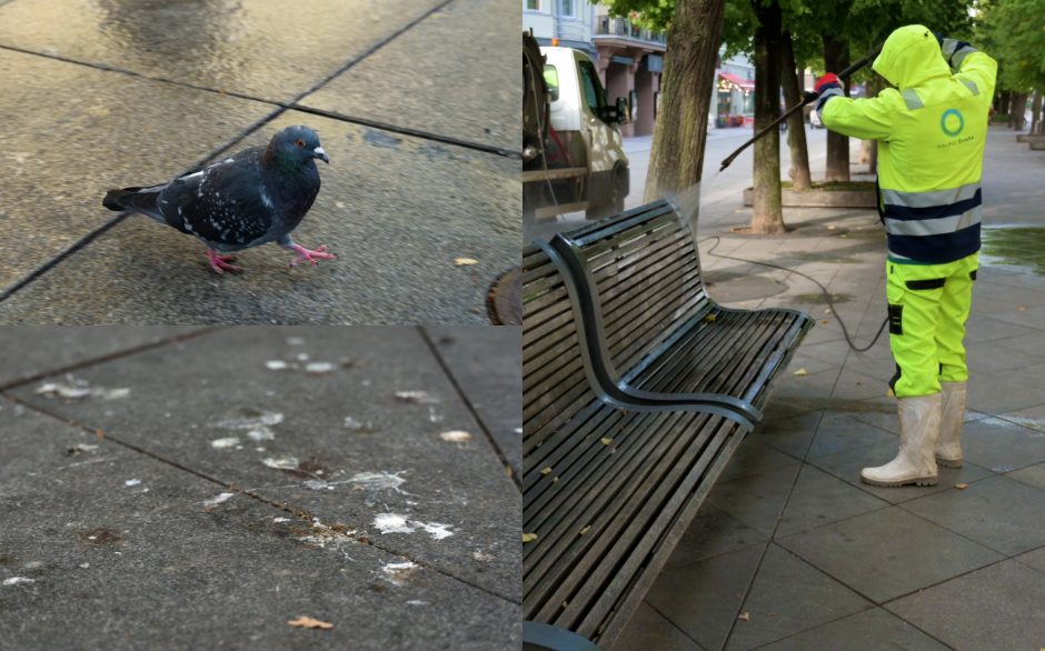 Nelesinkime paukščių: kenčia miesto estetika, didėja valymo išlaidos